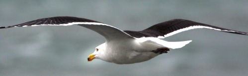Great Black-backed Gull. Photo by David Collins.