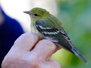 This Bay-breasted Warbler is a difficult bird to identify in the fall because of its similarity to Blackpoll and Pine Warblers. This bird has been banded and is ready for its flight to South America.