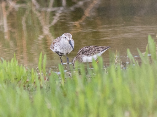 Dunlin and Least Sandpiper - side by side for a good comparison. 