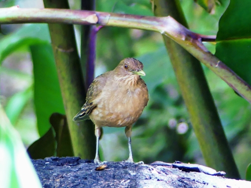 A Clay-colored Thrush at the feeder