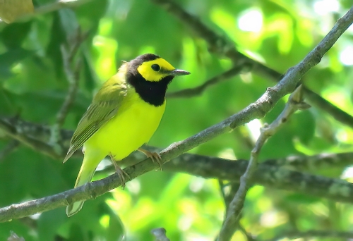 Hooded Warbler. Photo by Allison Gagnon.