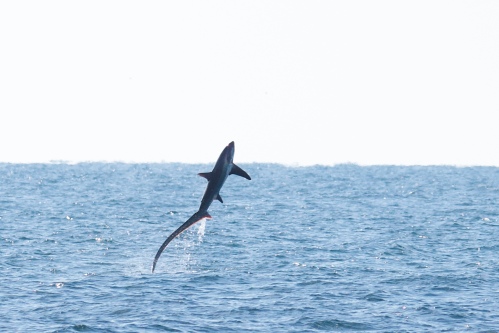 A non-feathered highlight and the amazing reason pelagic trips are so much fun – you never know what you’ll encounter! Common Thresher Shark (Alopias vulpinus) full breaching from the water was a top highlight for me! Photo by Jesse Anderson.
